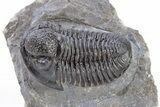 Detailed Gerastos Trilobite Fossil - Morocco #222236-2